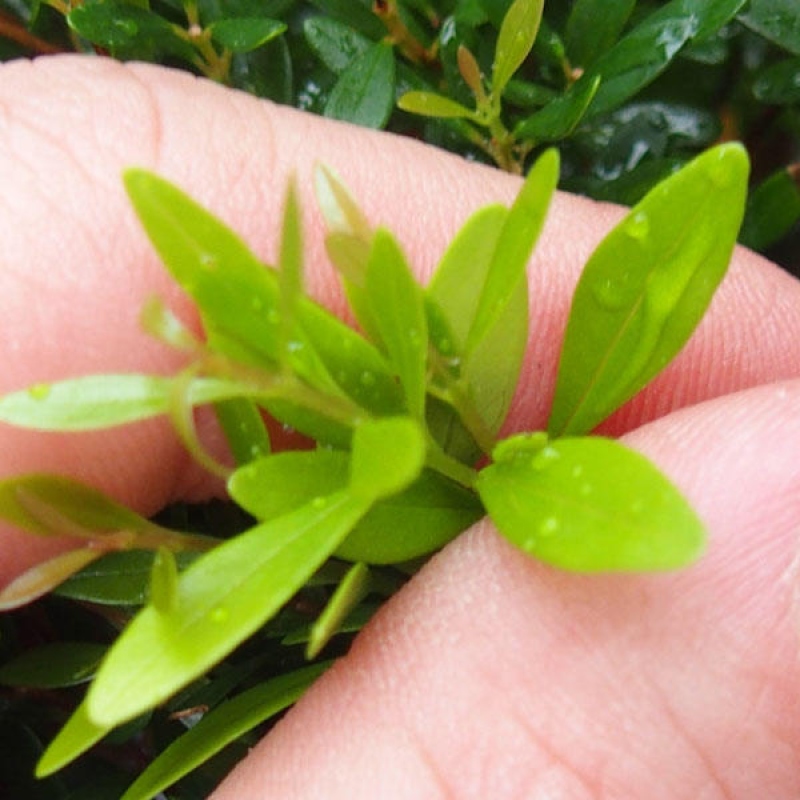 Camera bonsai - Syzygium - Pimento