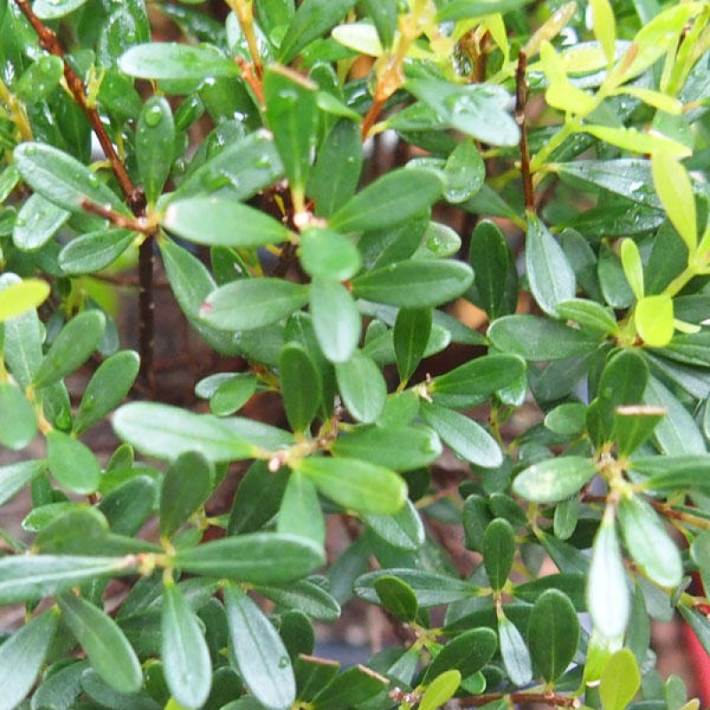 Camera bonsai - Syzygium - Pimento