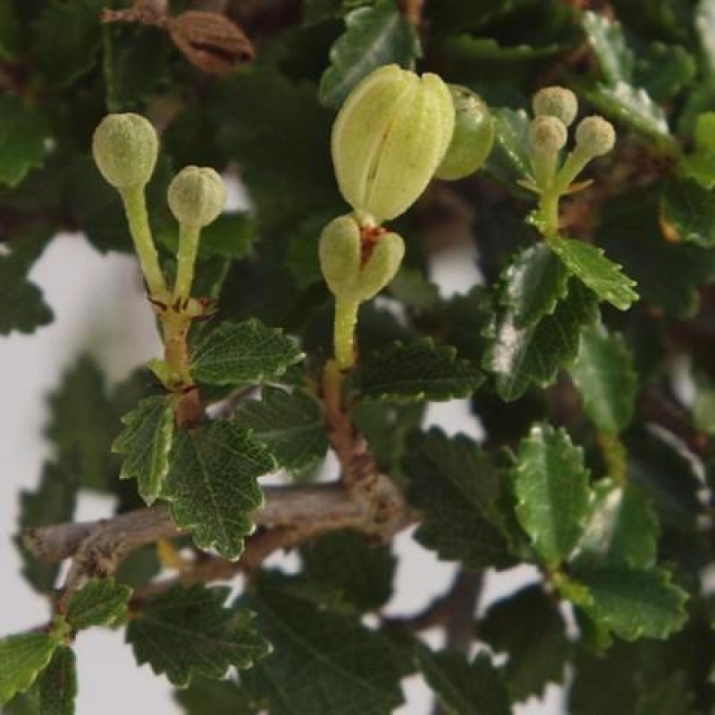 Camera bonsai - Ulmus parvifolia - Olmo a foglie piccole