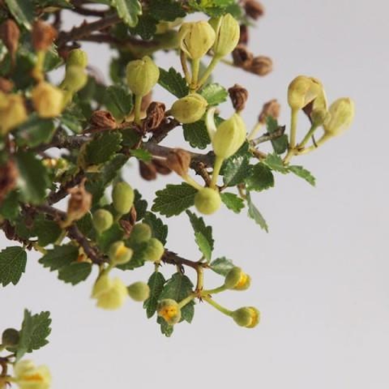Camera bonsai - Ulmus parvifolia - Olmo a foglie piccole
