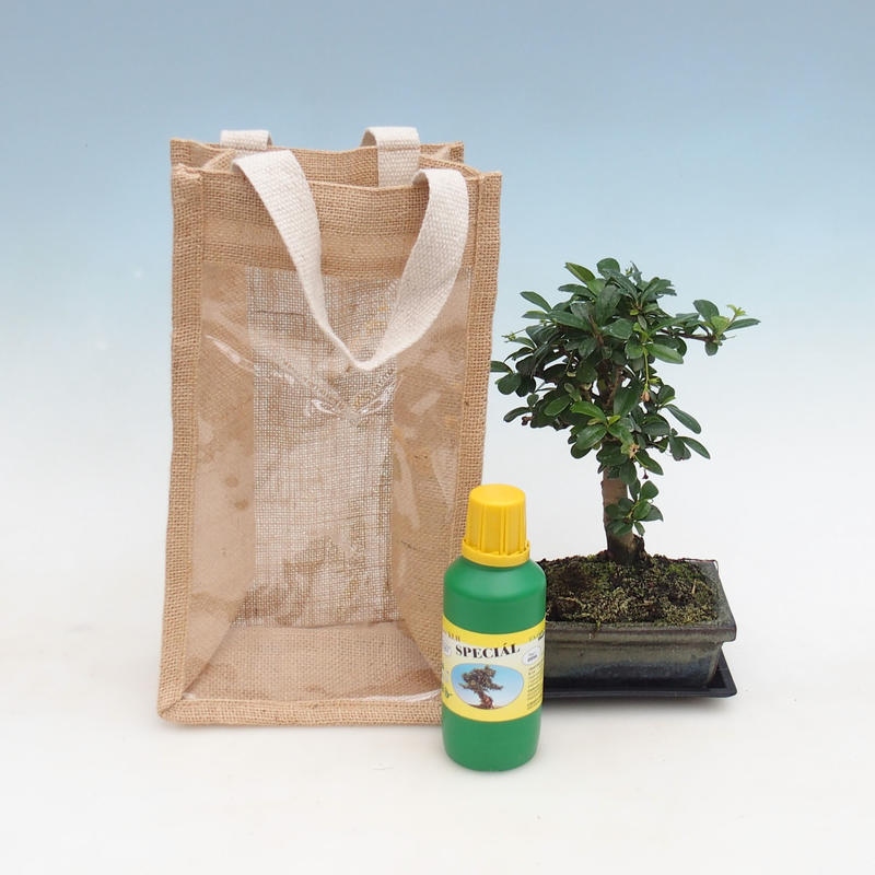 Bonsai da camera in busta regalo - JUTA Carmona-tea fuki