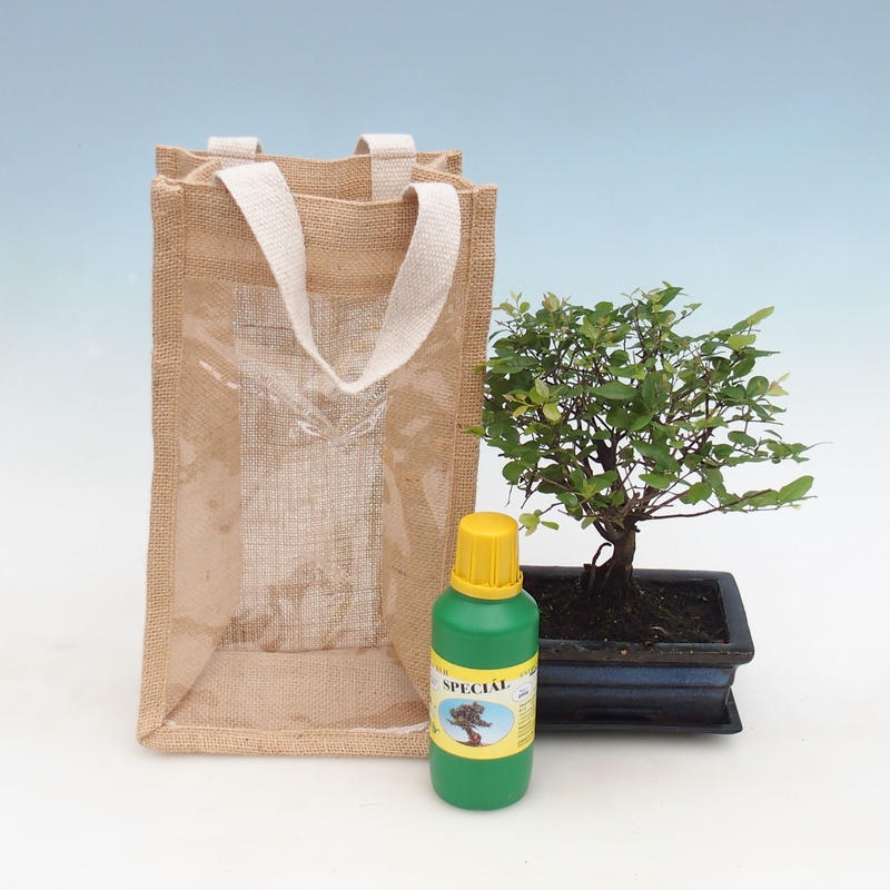 Bonsai da camera in confezione regalo - JUTA Sageretia thea