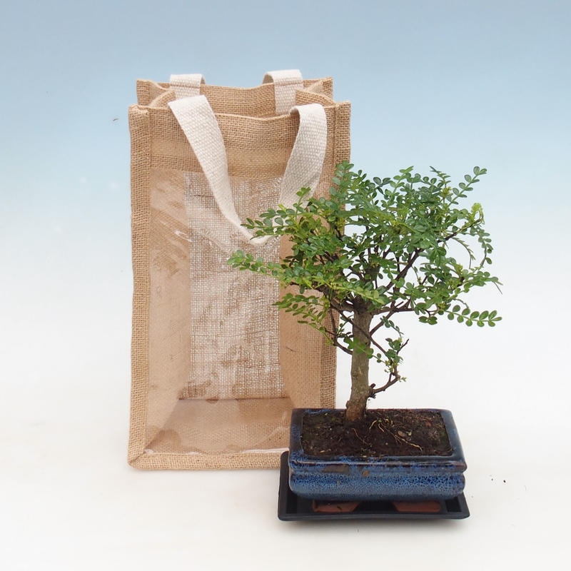 Bonsai da interno in sacchetto regalo - JUTA Zantoxylum piperitum - Pepe 