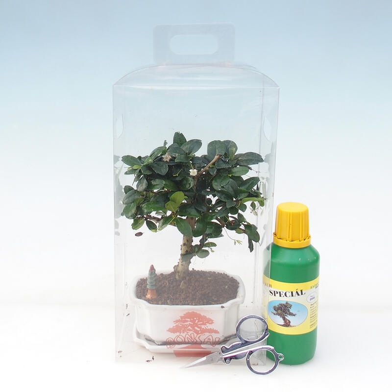 Bonsai da camera in confezione regalo - Tea-fuki - Carmona microphylla