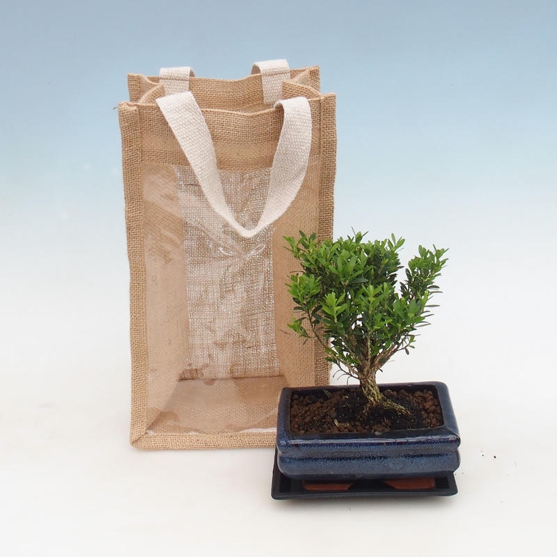 Bonsai da interno in busta regalo - JUTA Buxus harlandii-Cork buxus