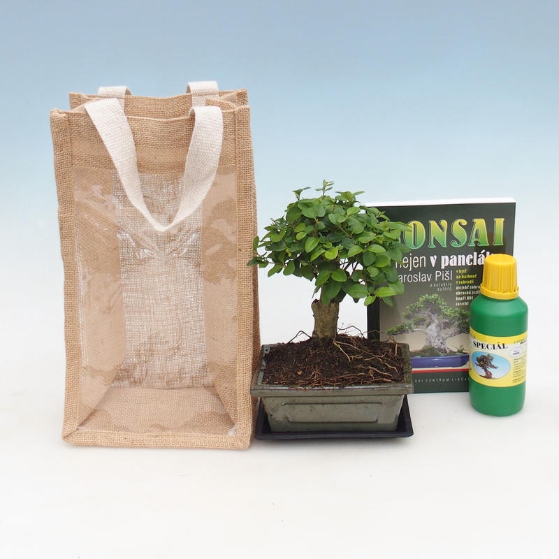 Bonsai da interno in sacchetto regalo - JUTA  Ligustro cinese - Ligustrum chinensis