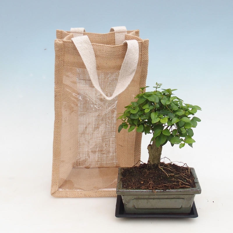 Bonsai da interno in sacchetto regalo - JUTA  Ligustro cinese - Ligustrum chinensis