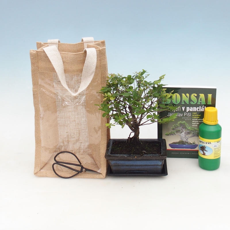 Bonsai da camera in confezione regalo - JUTA Sageretia thea