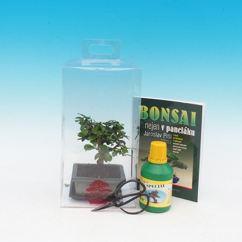 Bonsai da camera in confezione regalo Carmona microphylla - Tea fuki