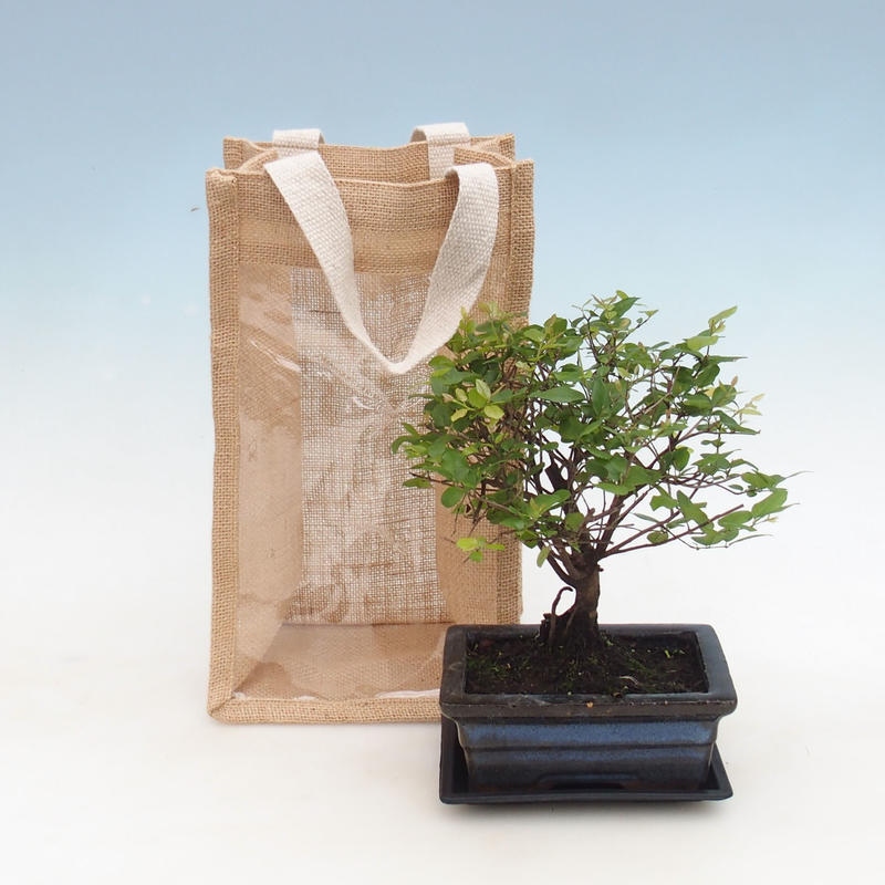 Bonsai da camera in confezione regalo - JUTA Sageretia thea