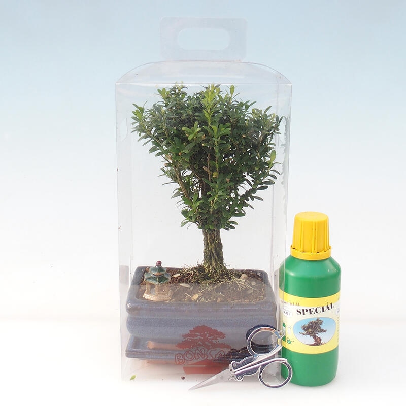 Bonsai da camera in confezione regalo - Buxus di sughero - Buxus harlandii