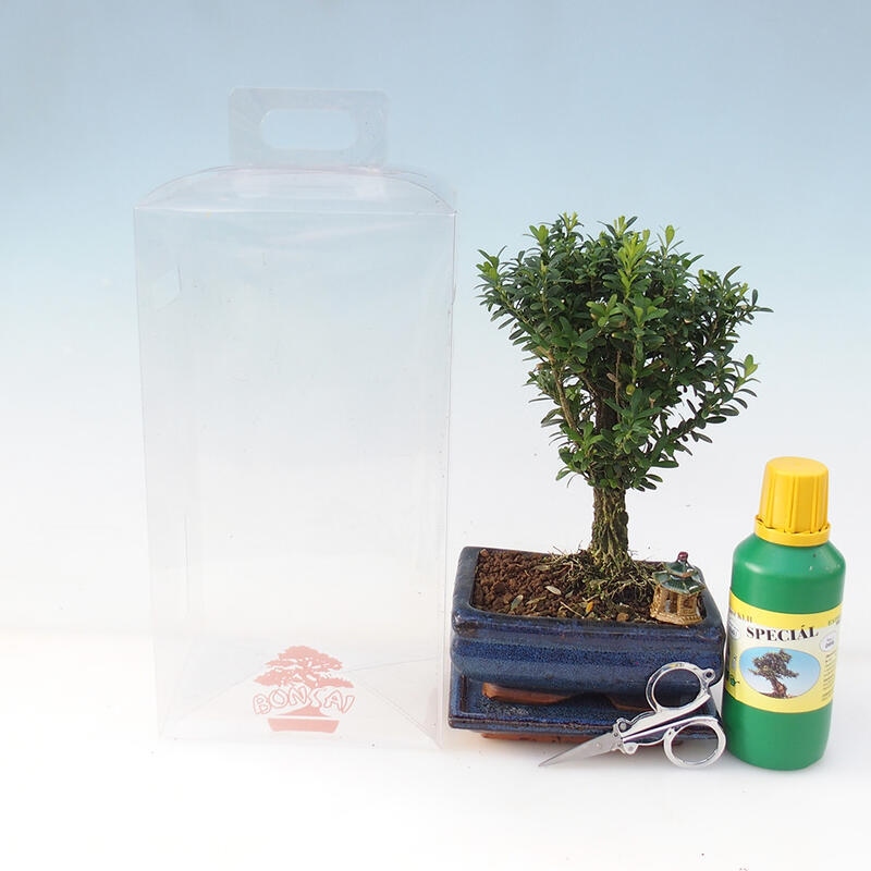 Bonsai da camera in confezione regalo - Buxus di sughero - Buxus harlandii