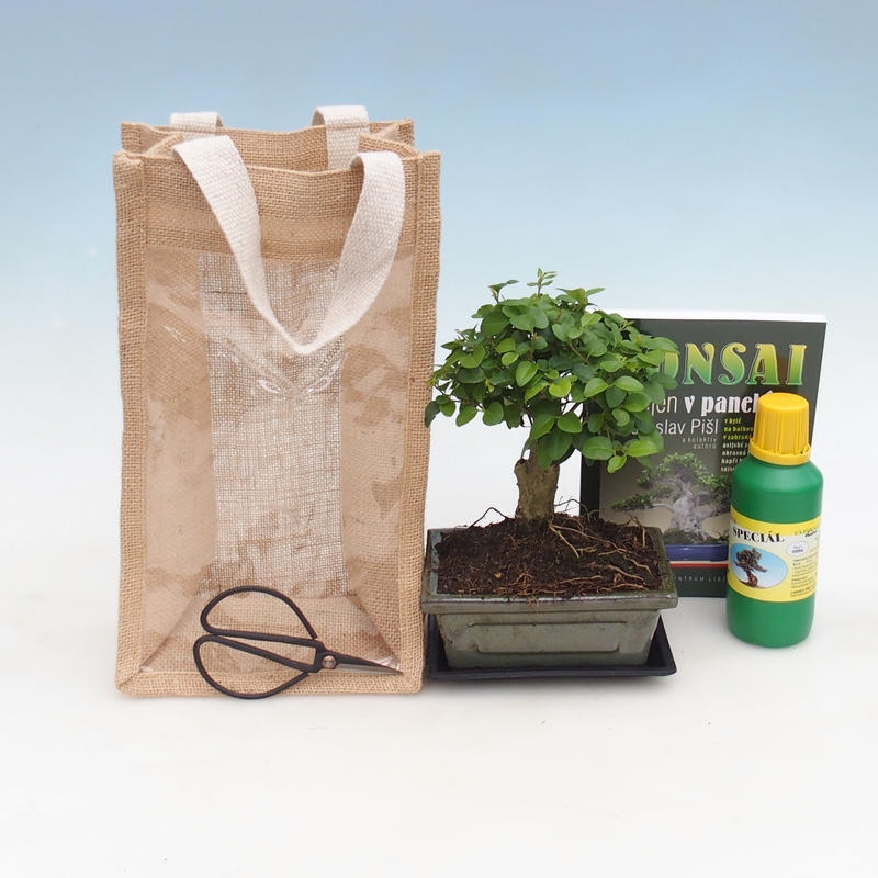 Bonsai da interno in sacchetto regalo - JUTA  Ligustro - Ligustrum chinensis