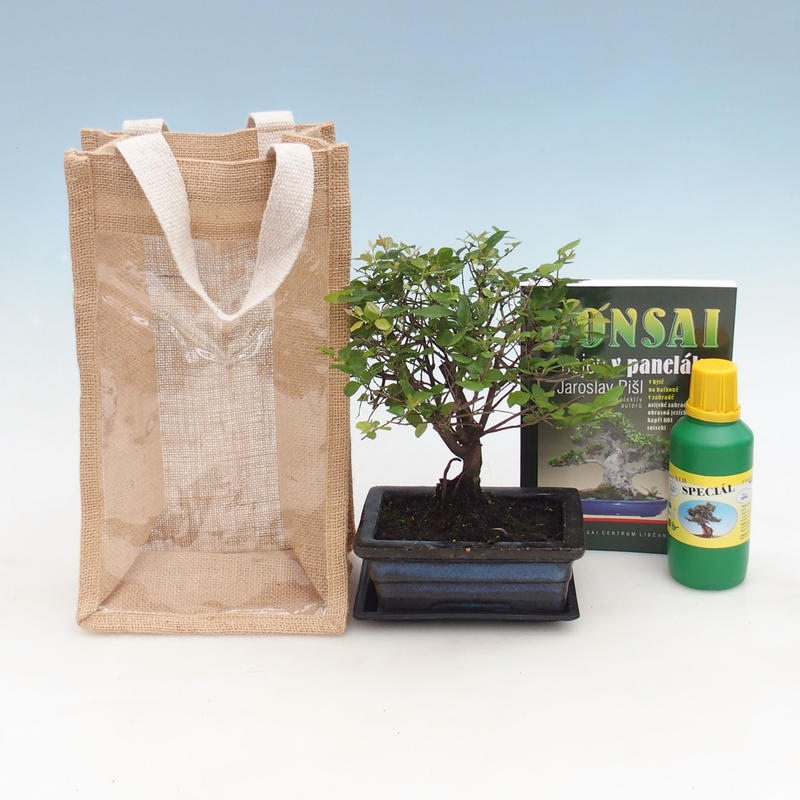 Bonsai da camera in confezione regalo - JUTA Sageretia thea
