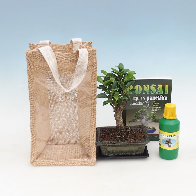 Bonsai da camera in confezione regalo - JUTA Ficus retusa