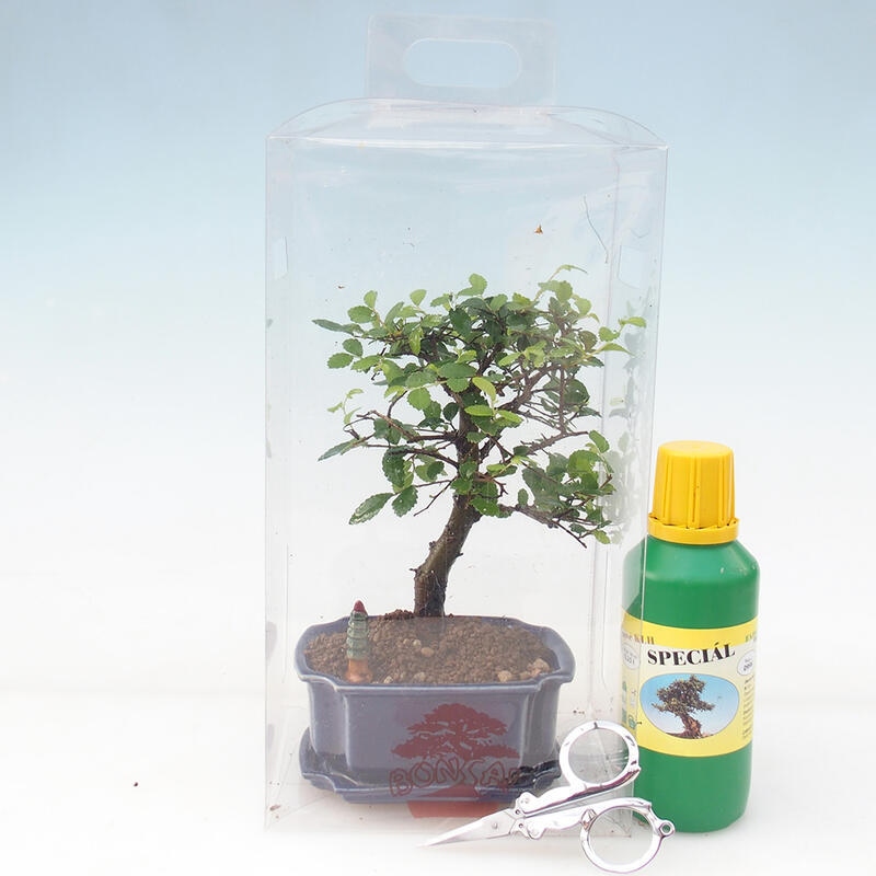 Bonsai da camera in confezione regalo - Olmo da camera - Ulmus parvifolia