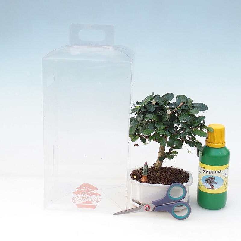 Bonsai da interno in confezione regalo per ragazzi - Tea-fuki - Carmona microphylla