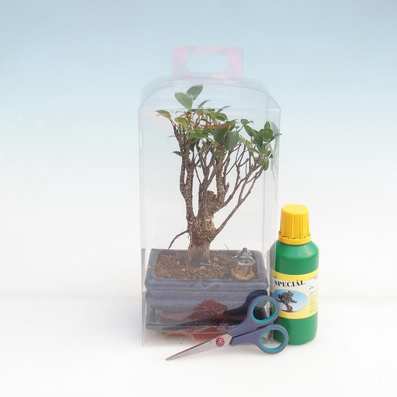 Bonsai da interno in confezione regalo per ragazzi - Ficus retusa