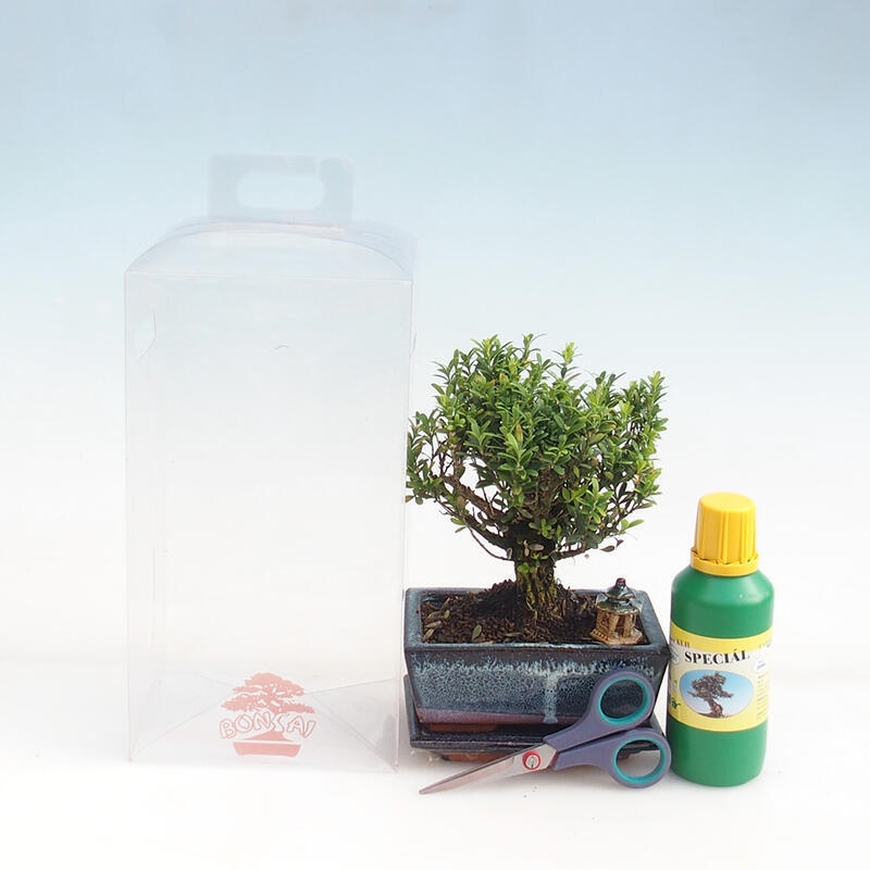 Bonsai da interno in confezione regalo per ragazzi - Buxus sughero - Buxus harlandii