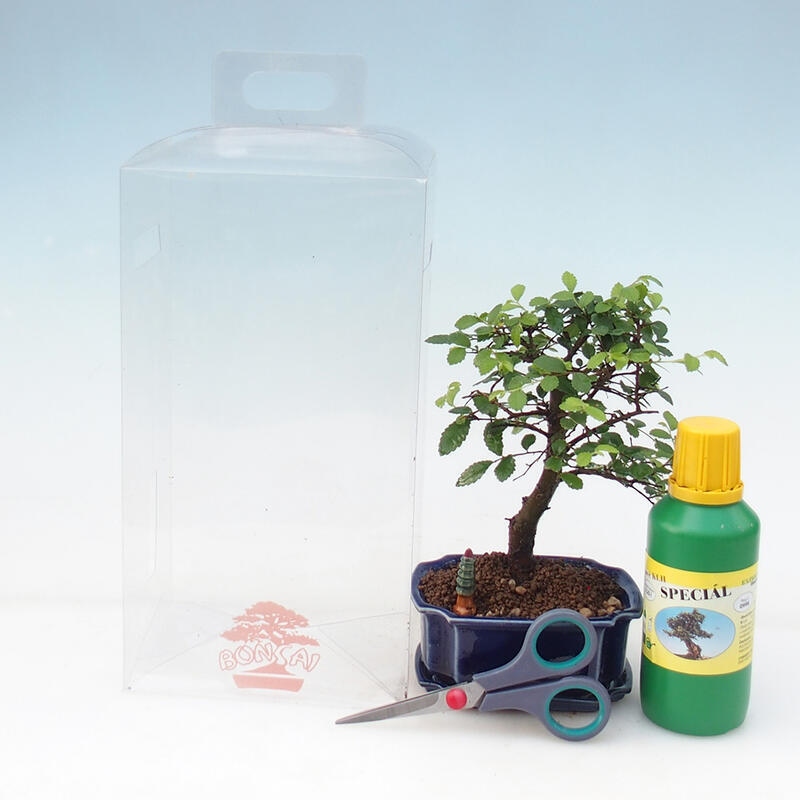 Bonsai da camera in confezione regalo per ragazzi - Olmo da camera - Ulmus parvifolia