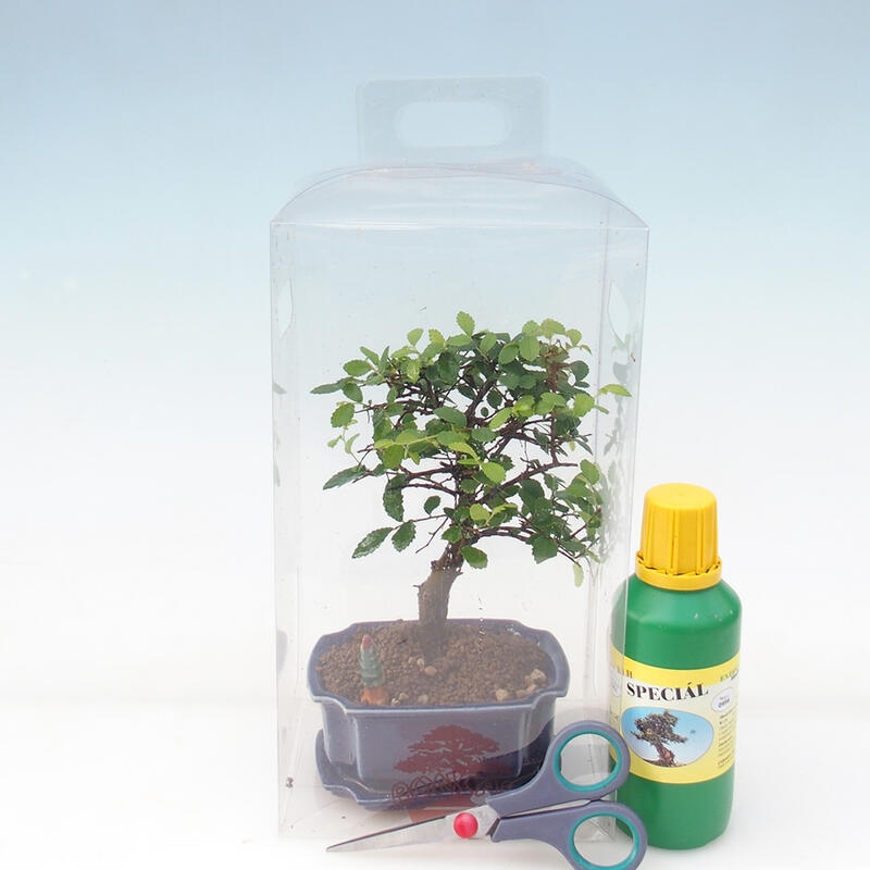 Bonsai da camera in confezione regalo per ragazzi - Olmo da camera - Ulmus parvifolia