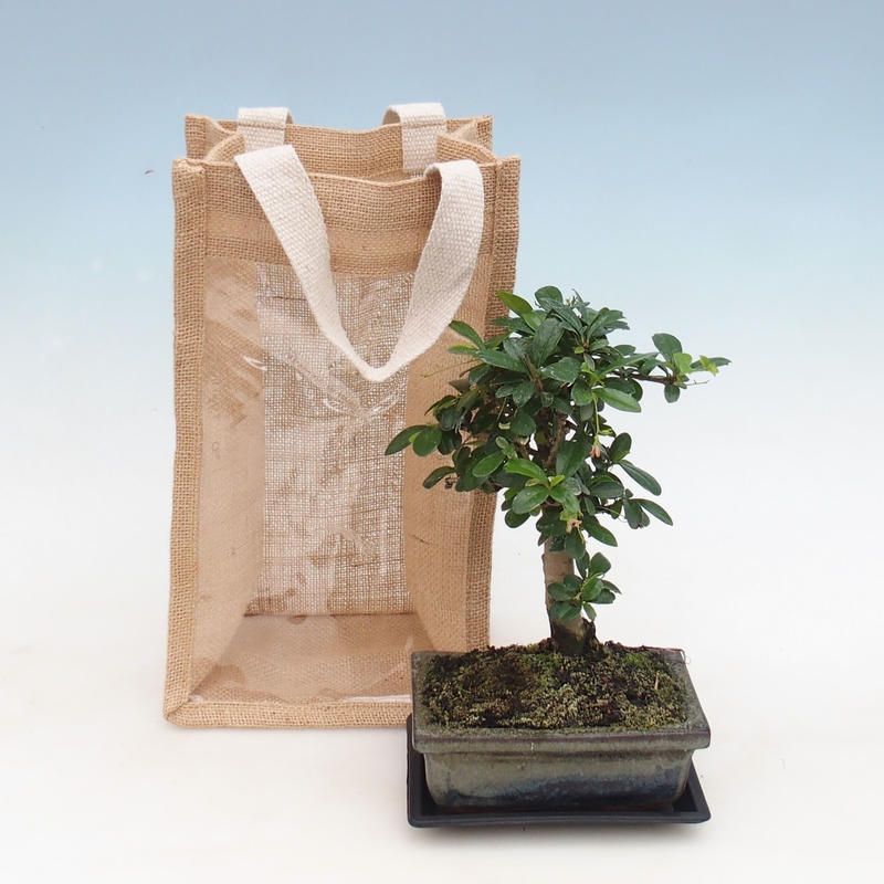 Bonsai da camera in busta regalo - JUTA Carmona-tea fuki