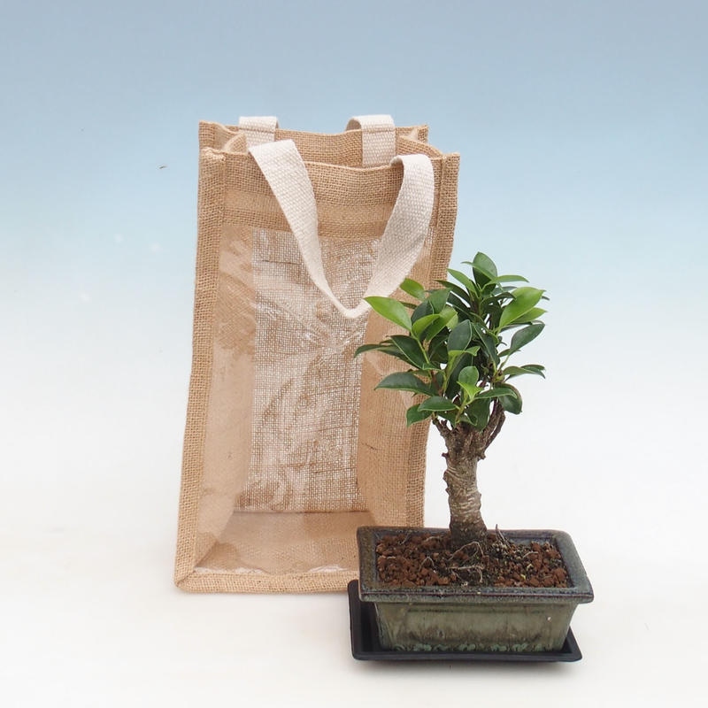 Bonsai da camera in confezione regalo - JUTA Ficus retusa