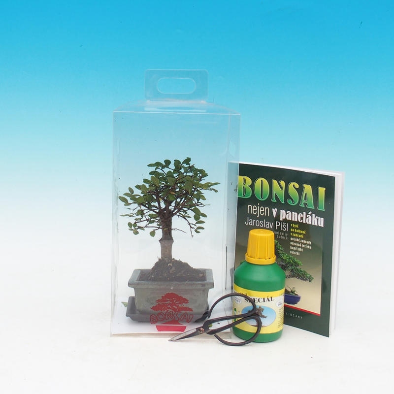 Bonsai da camera in confezione regalo