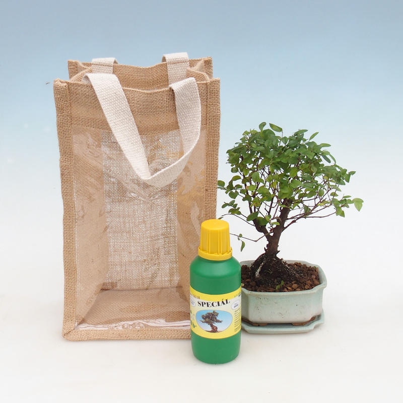 Bonsai da camera in confezione regalo - JUTA Sageretia thea