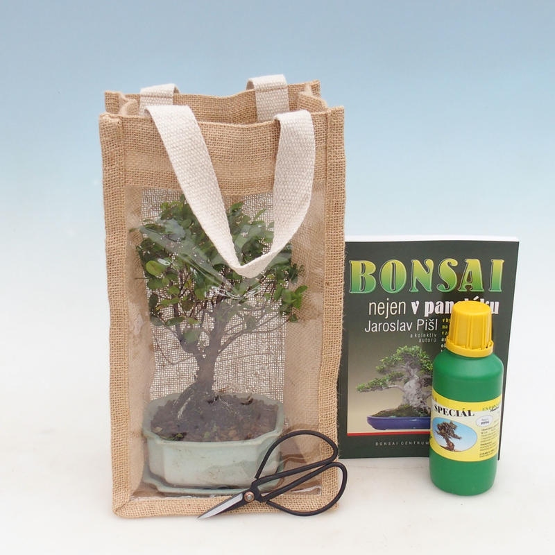 Bonsai da camera in busta regalo - JUTA
