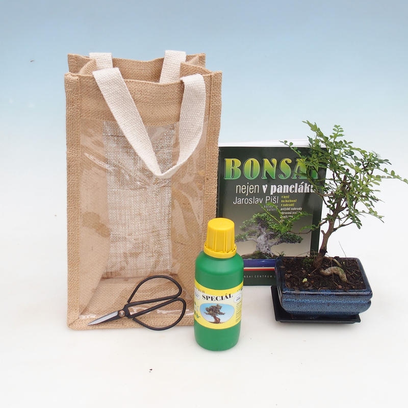 Bonsai da camera in busta regalo - JUTA