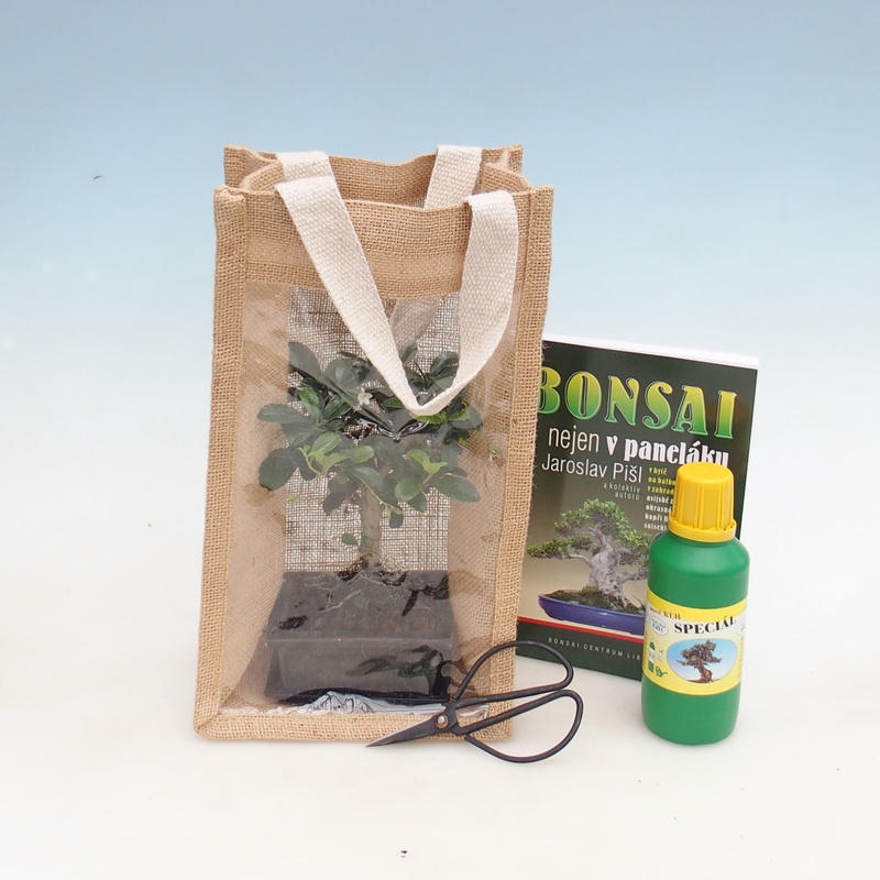 Bonsai da camera in busta regalo - JUTA