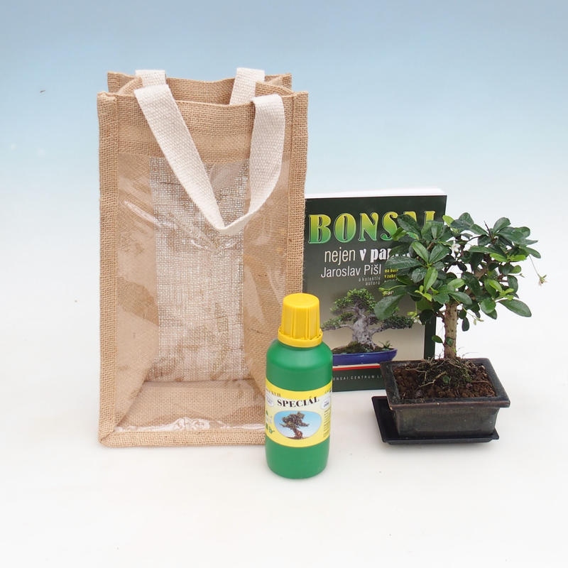 Bonsai da camera in busta regalo - JUTA