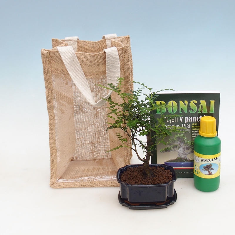 Bonsai da camera in busta regalo - JUTA