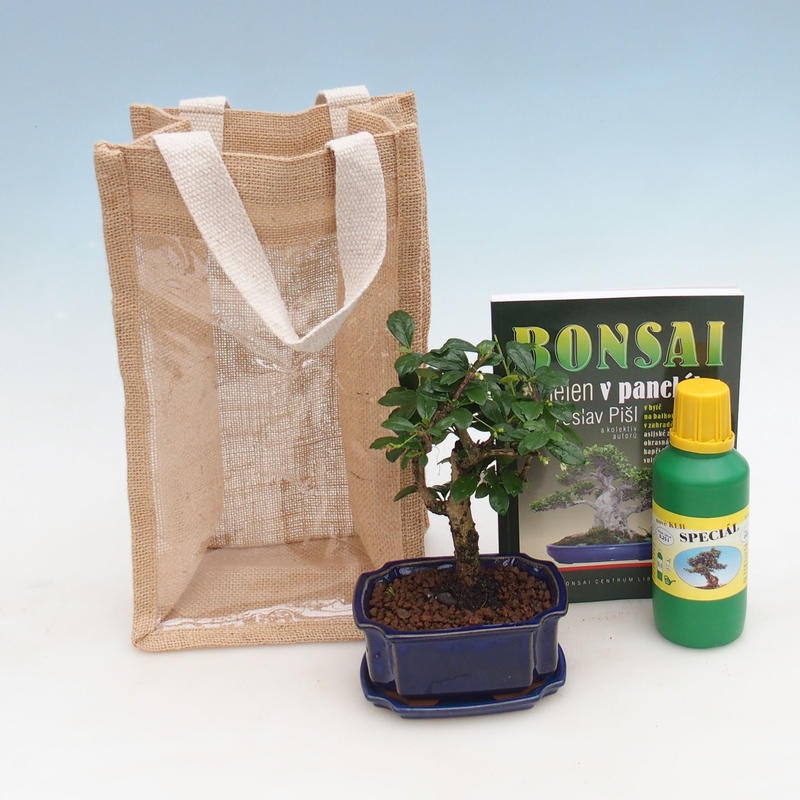 Bonsai da camera in busta regalo - JUTA Carmona-tea fuki