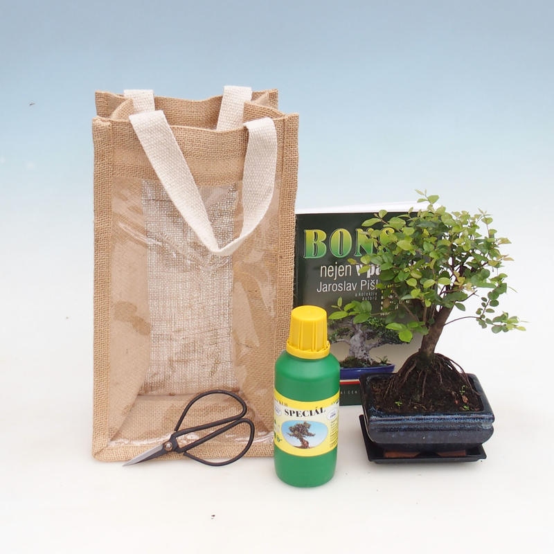 Bonsai da camera in confezione regalo - JUTA Sageretia thea