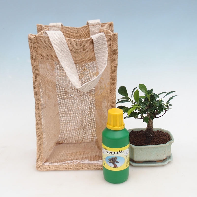 Bonsai da camera in confezione regalo - JUTA Ficus retusa