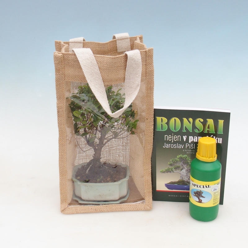 Bonsai da camera in busta regalo - JUTA