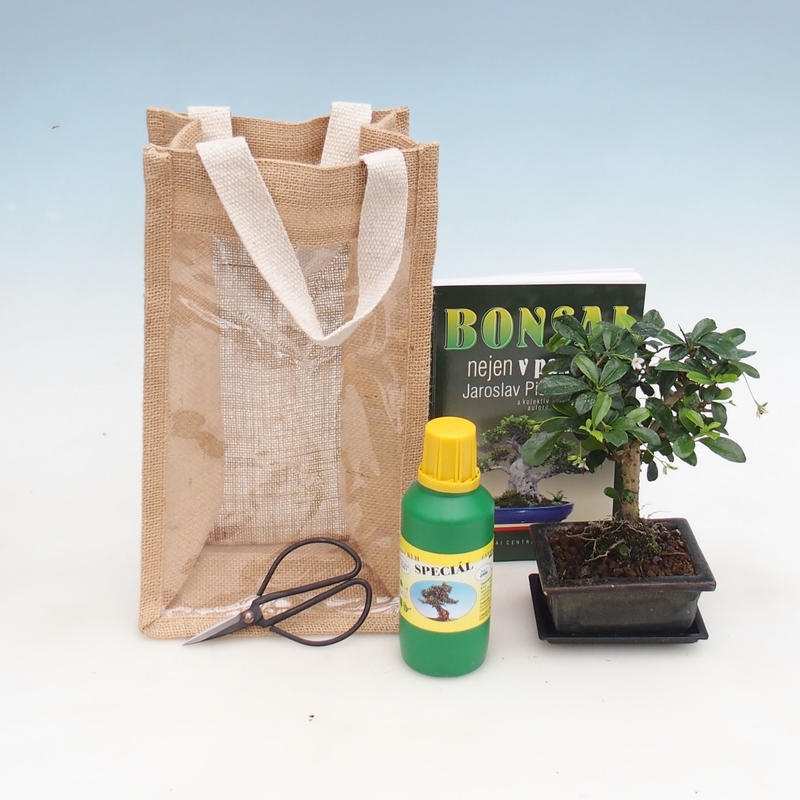 Bonsai da interno in sacchetto regalo - JUTA Carmona - tè fuki