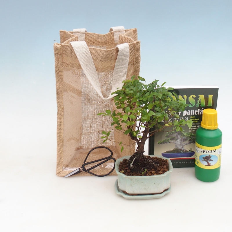Bonsai da camera in confezione regalo - JUTA Sageretia thea