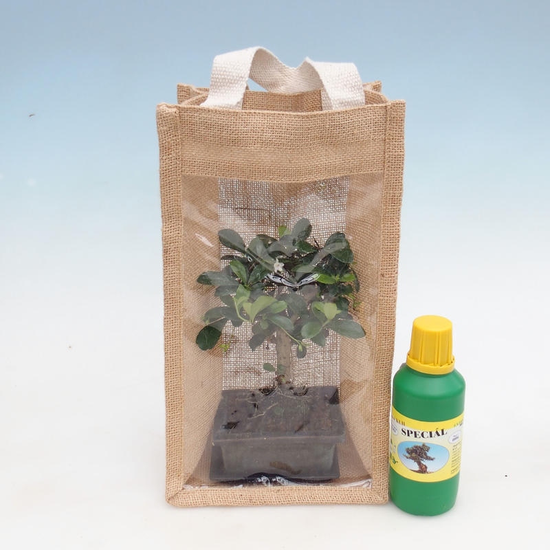 Bonsai da camera in busta regalo - JUTA