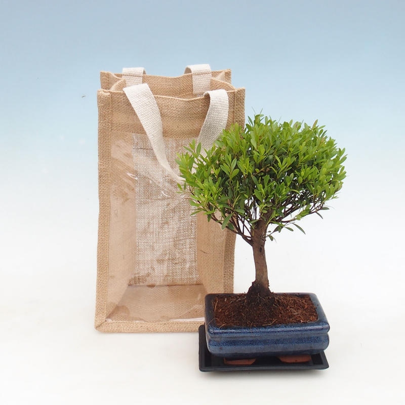 Bonsai da camera in busta regalo - JUTA