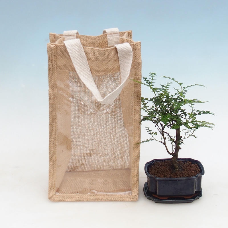Bonsai da interno in sacchetto regalo - JUTA Zantoxylum piperitum - Pepe 