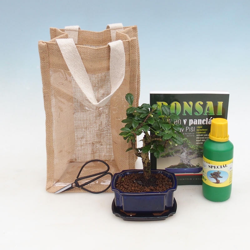 Bonsai da camera in busta regalo - JUTA Carmona-tea fuki