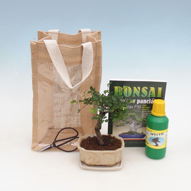 Bonsai da camera in busta regalo - JUTA Ulmus parvifolia-Almo da camera