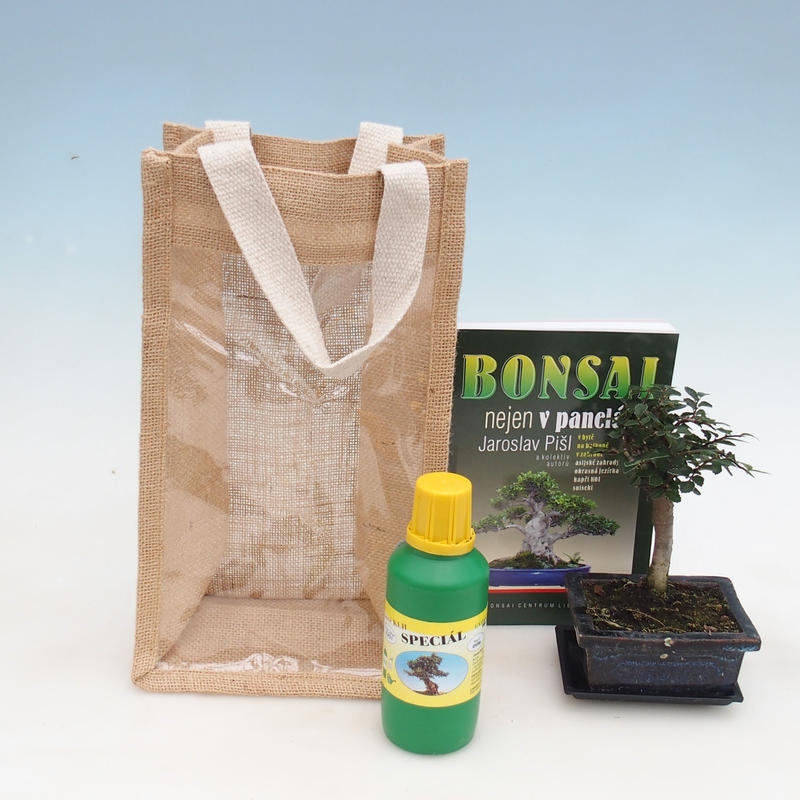 Bonsai da camera in busta regalo - JUTA Ulmus parvifolia-Almo da camera