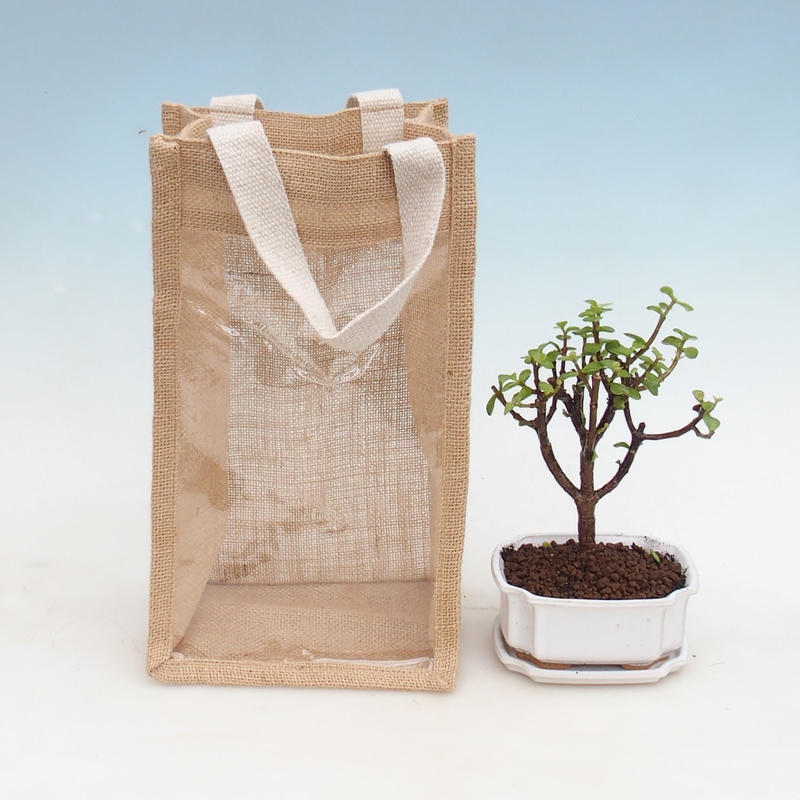 Bonsai da interno in sacchetto regalo - JUTA Portulacaria Afra - Crassula
