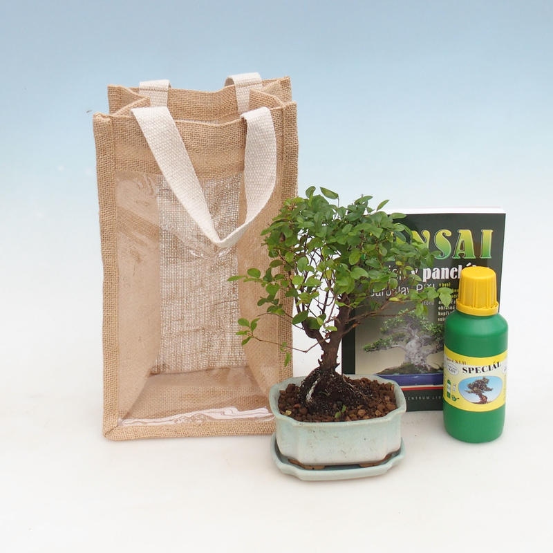 Bonsai da camera in confezione regalo - JUTA Sageretia thea