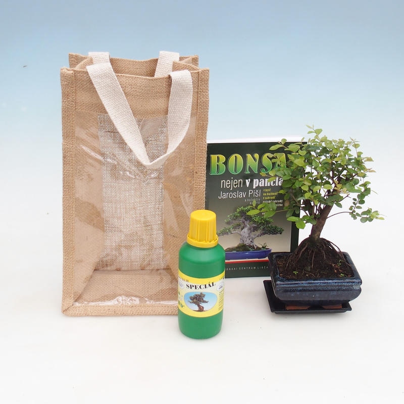 Bonsai da camera in confezione regalo - JUTA Sageretia thea