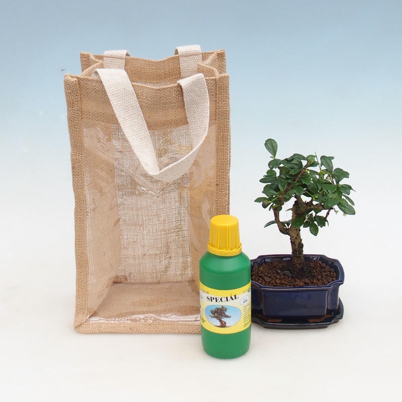 Bonsai da camera in busta regalo - JUTA Carmona-tea fuki